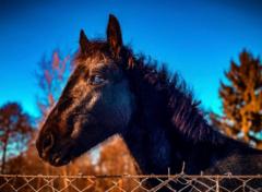 Alexandra Üllei-Kovács