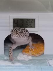 矇 矇