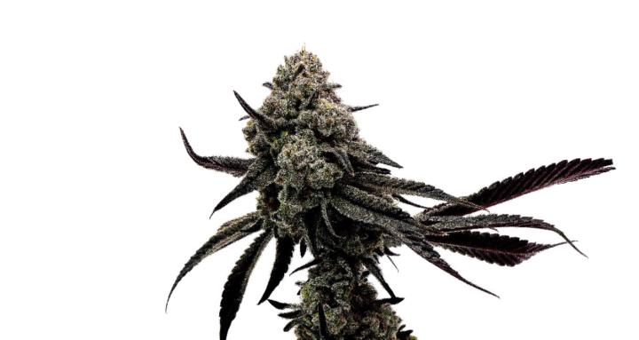 TheGrowTent, Learn Living Soil