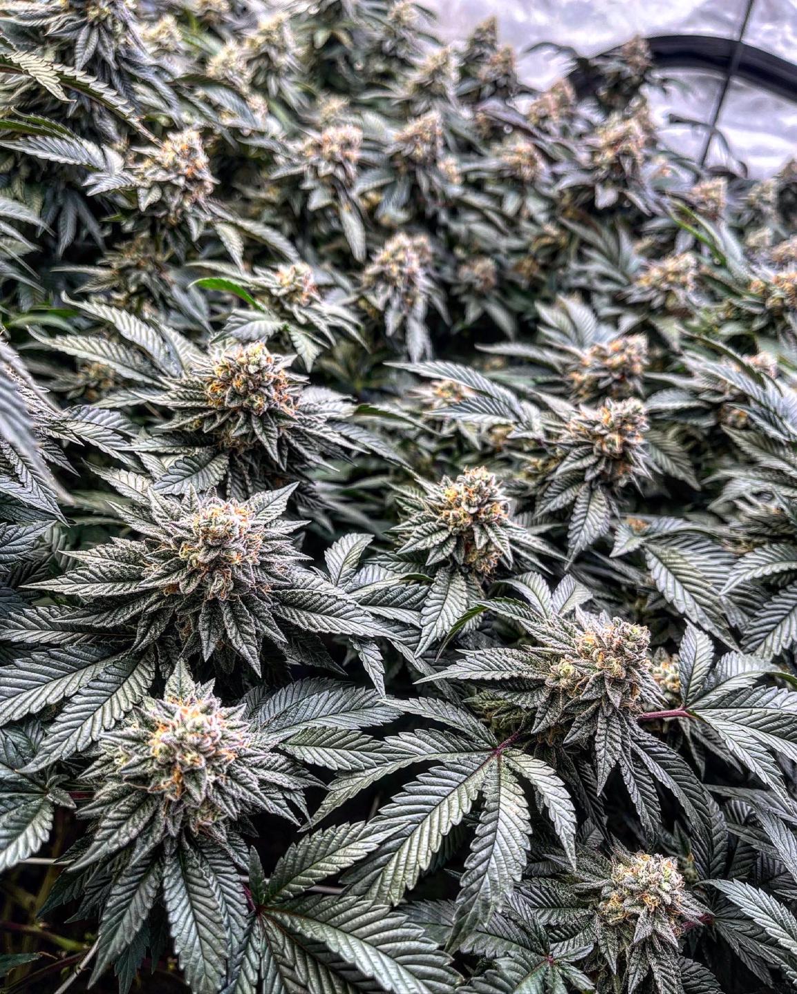 TheGrowTent • Gardening 101