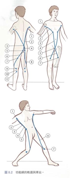 【人體科學】為什麼大腿內側跟核心有關？
