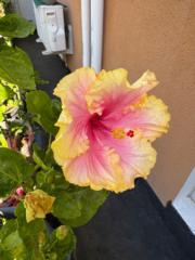 Anais Anaïs