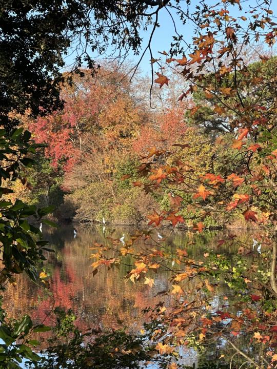 🌿 Plant Medicine, Sound & Science Can Work Together
