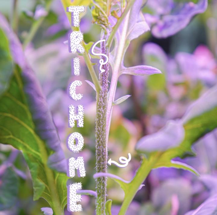 Spices? or medicine that we forget about?