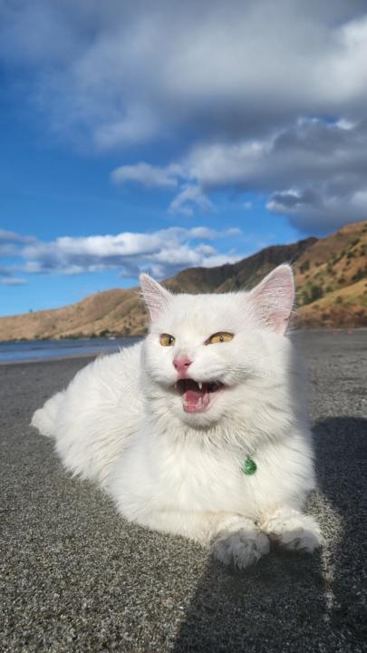 Teacher La Luna Belle