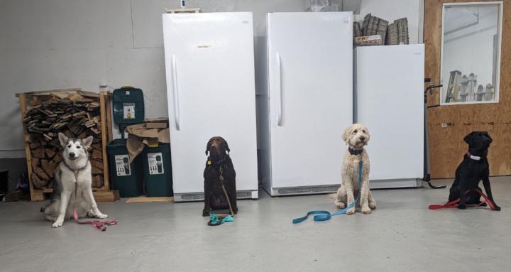 South Cowichan Waggin Wisdom