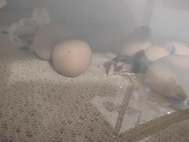 Chicks Hatching Today 