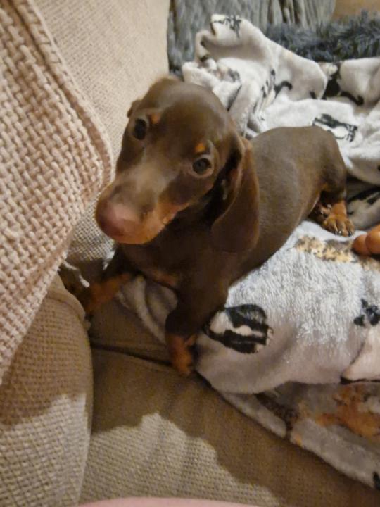 Coco is home 