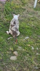 Ader Jatniel Auccapure Challco