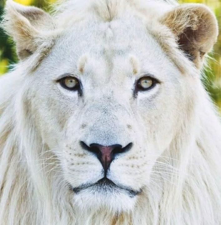 Debra sue Warshefski