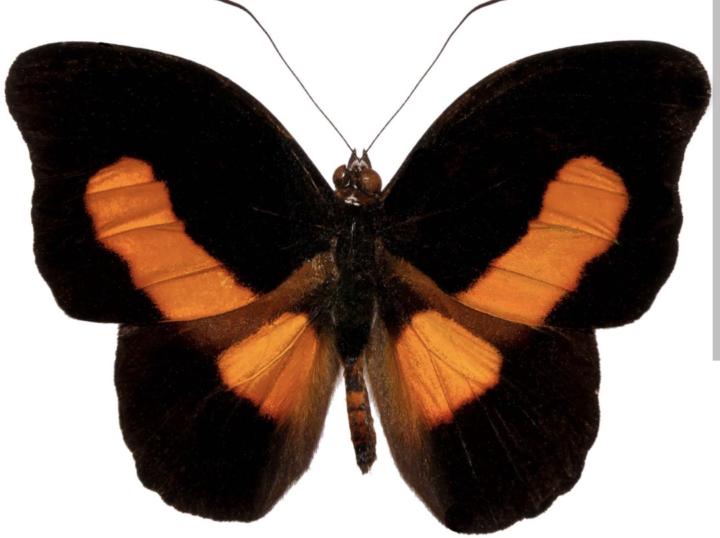 Message of the Firewing