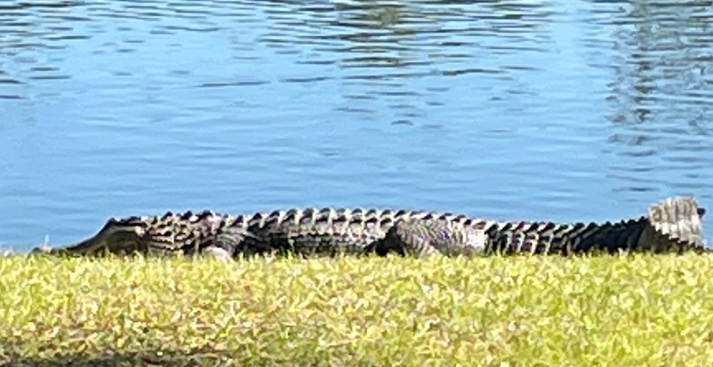 Island Wildlife: From Dolphins to Gators