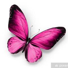 Mariposa Papillon