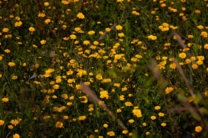 Hey, my name is Renan but you can call me as Renão...