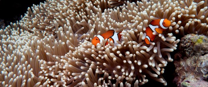 Pop Your Nature Subject off the Background