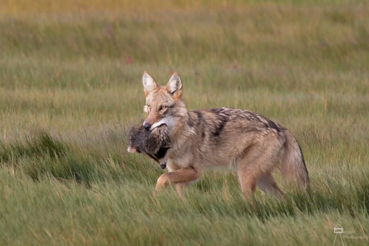 Most Memorable Nature Story