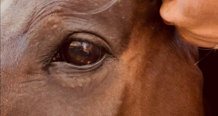 Art of the horse