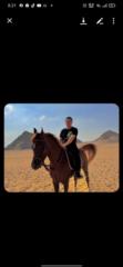 Ahmed Hafez