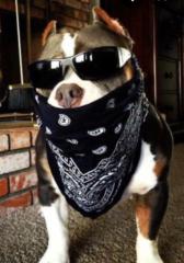 G Dawwgy