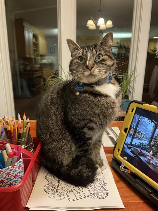 Who Is YOUR Furry Writing Assistant?