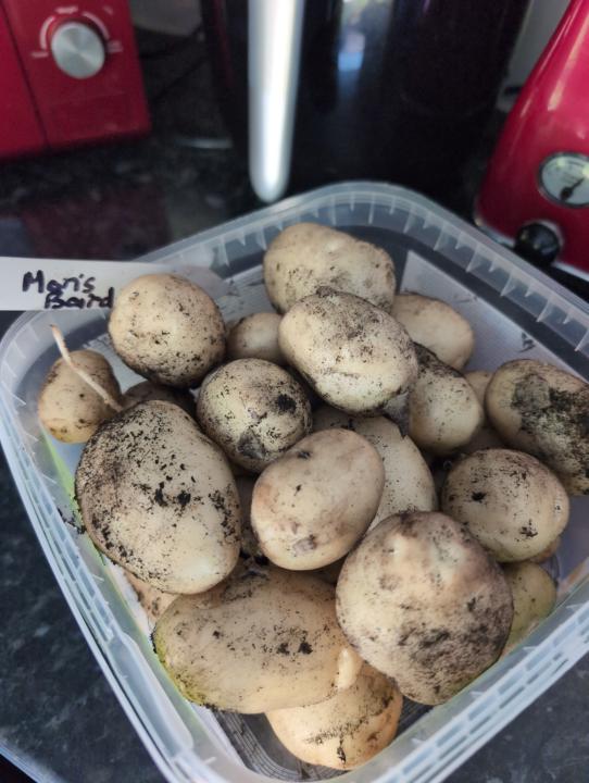 Tatties! 