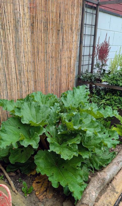 Rhubarb 