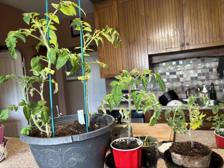 Tomato problem 