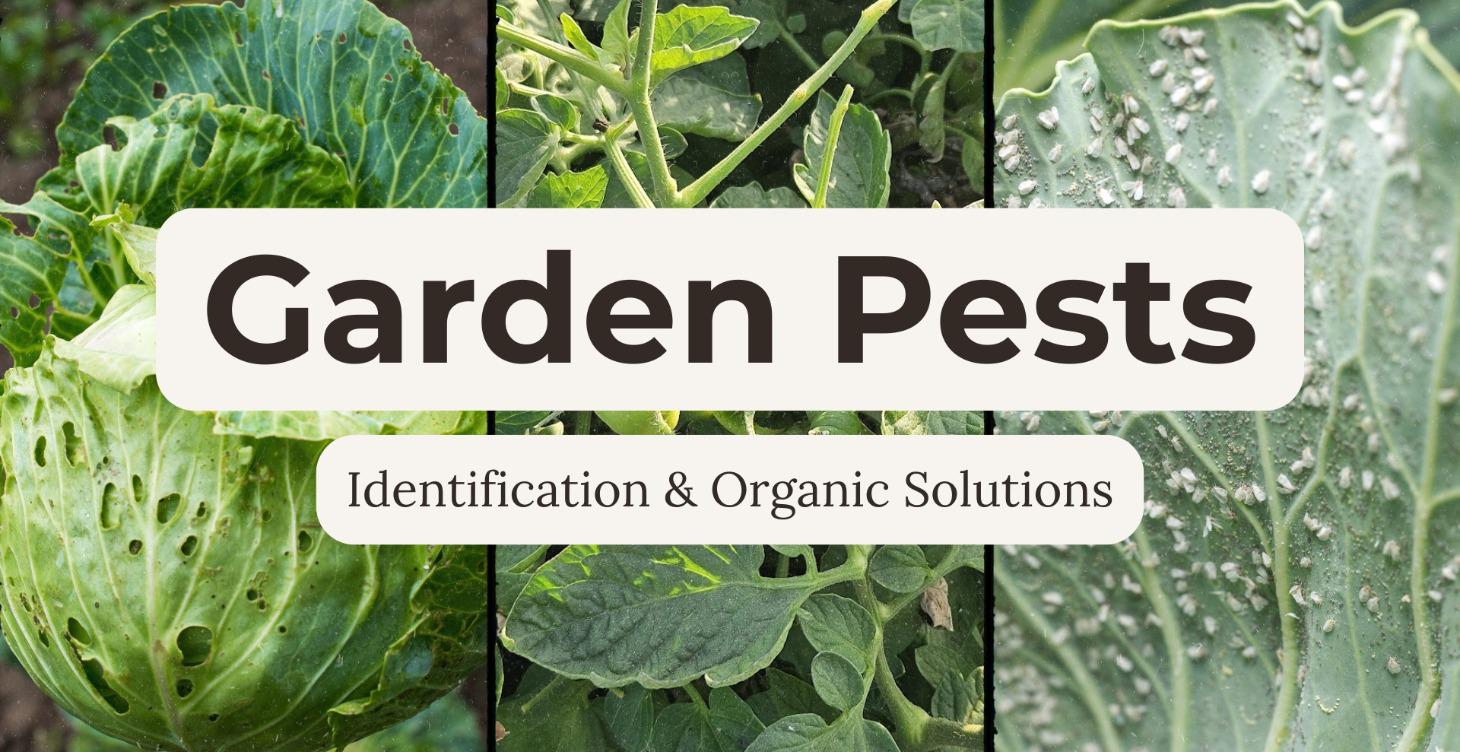 Pest Guides: Identification + Organic Solutions