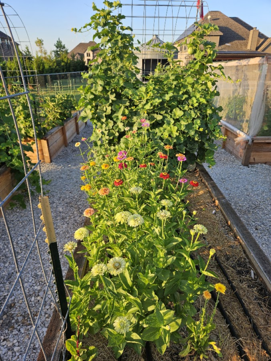🌸 Want Your Garden to be a Pollinator Hotspot?
