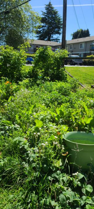 Our Secret Garden