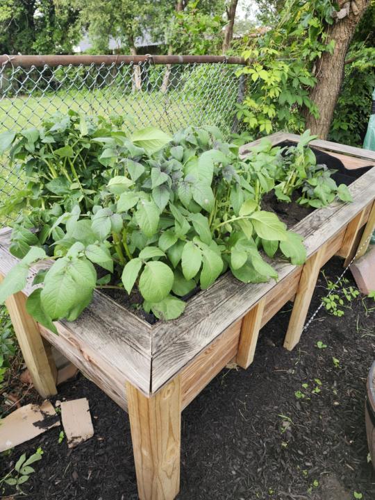 Potato advice!