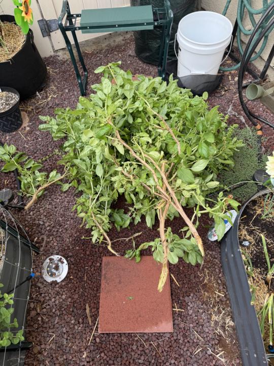 Goodbye my lovely basil tree