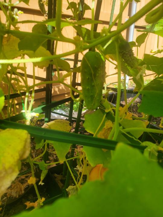 Garden update 