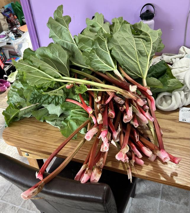 Last harvest of rhubarb season 