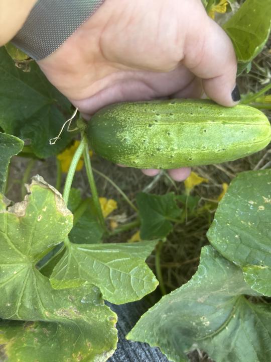Newbie question 