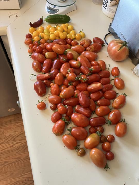 Latest tomato harvest...