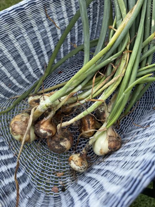 Onions