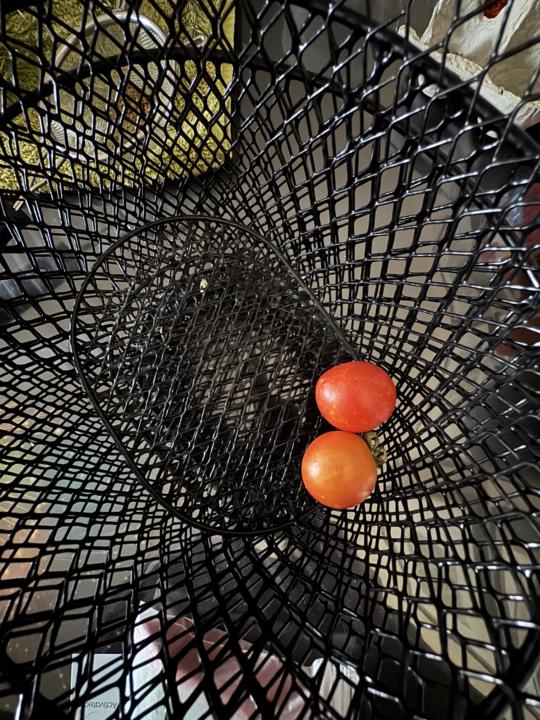 First tomatoes grown from seed ever