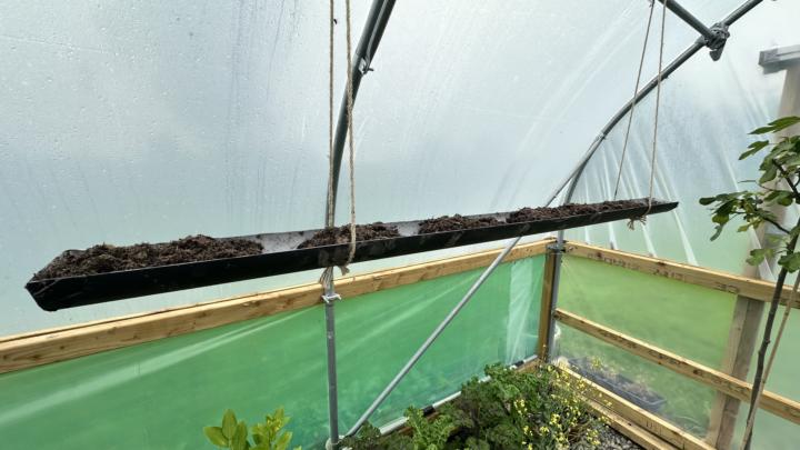 Peas/ mangetout