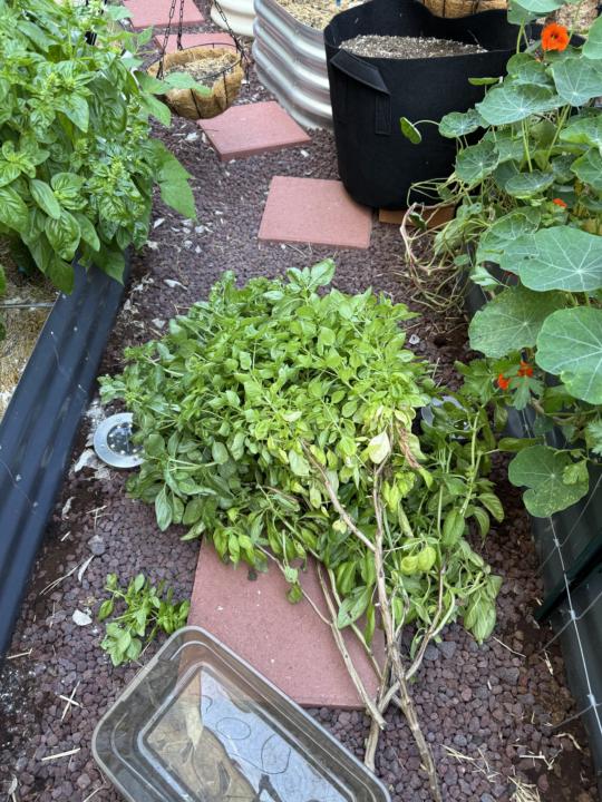 Ideas for Basil