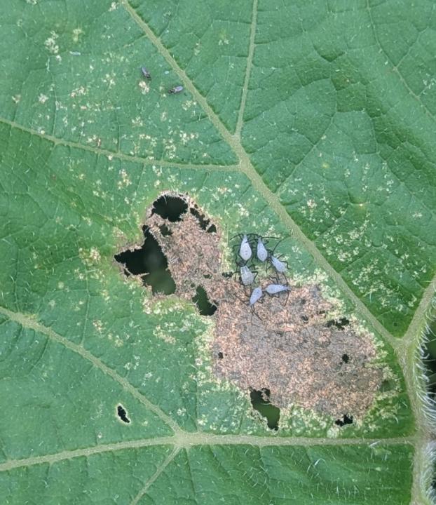 Growing Giant Pumpkin Problems