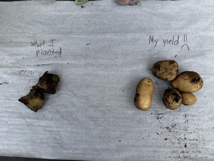 Potatoes