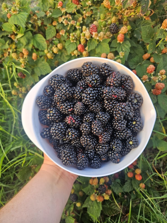 Blackberry Season is in Full Swing! 