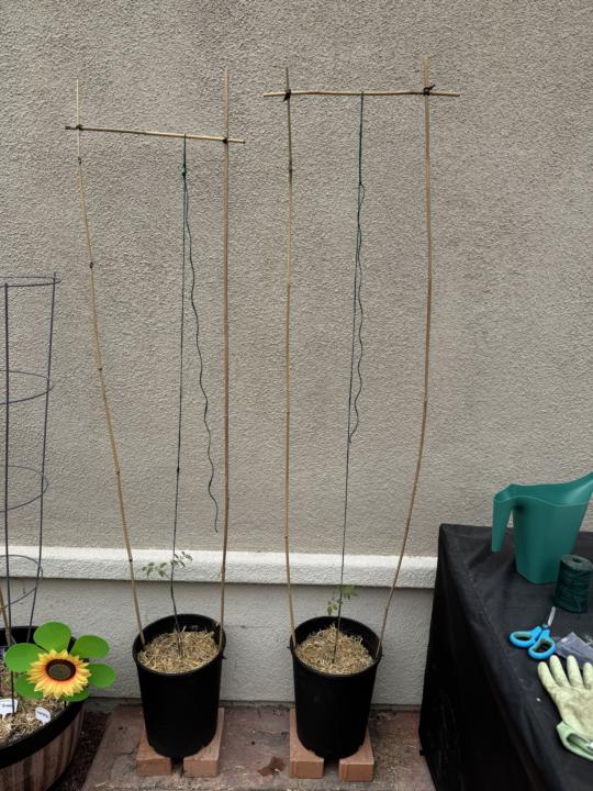 Tomato trellis 