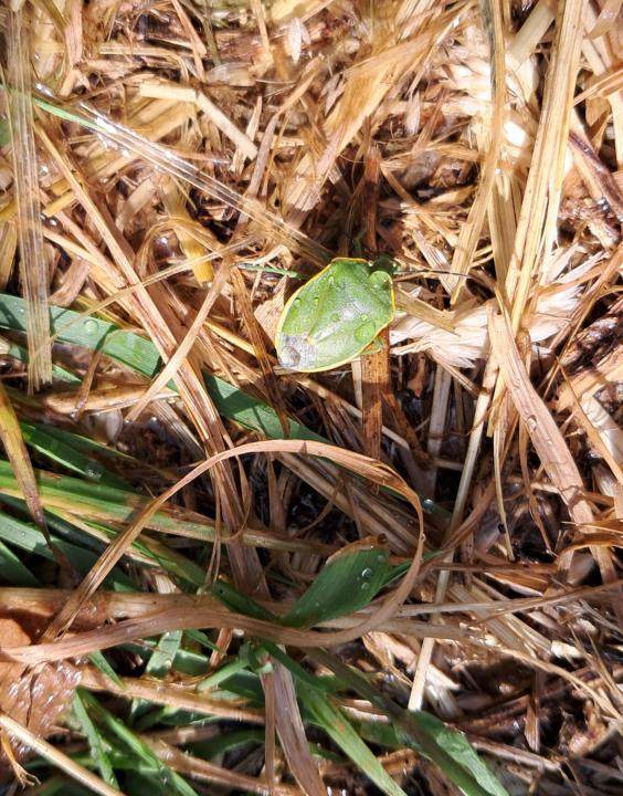 I almost ate a stink bug!