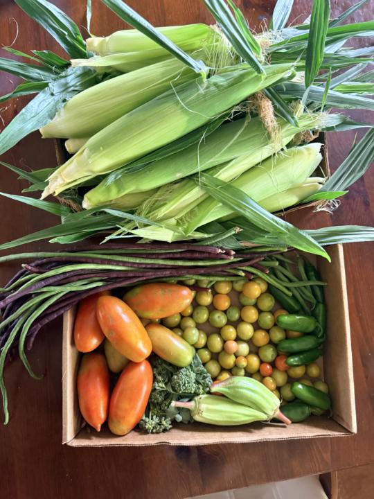 Big harvest day! 