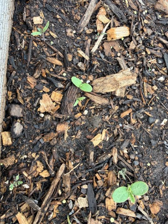 Compost Surprises! What should I do?