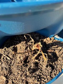 Strawberry Plant, dead or alive