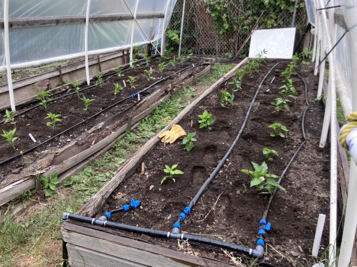 Peppers and basil planted- yay 😀 