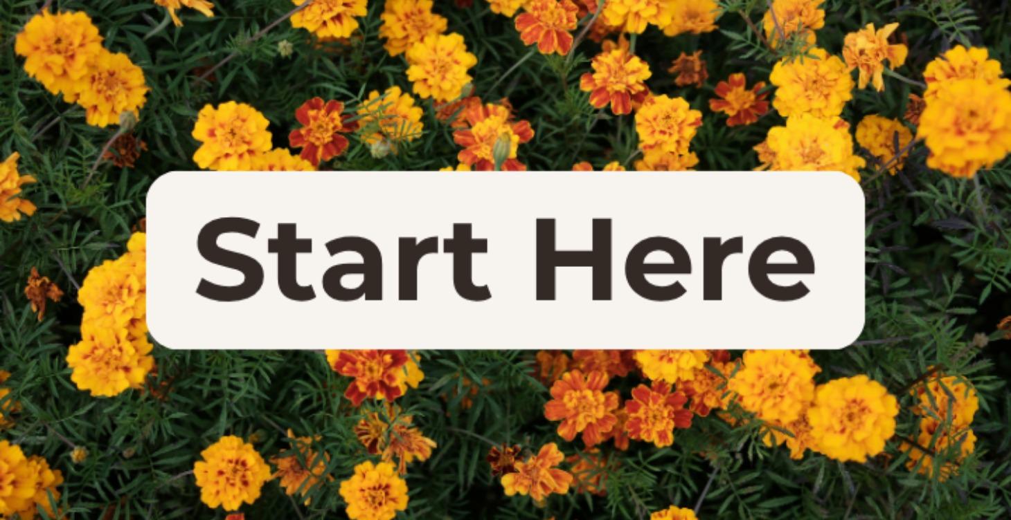 🌻 Start Here